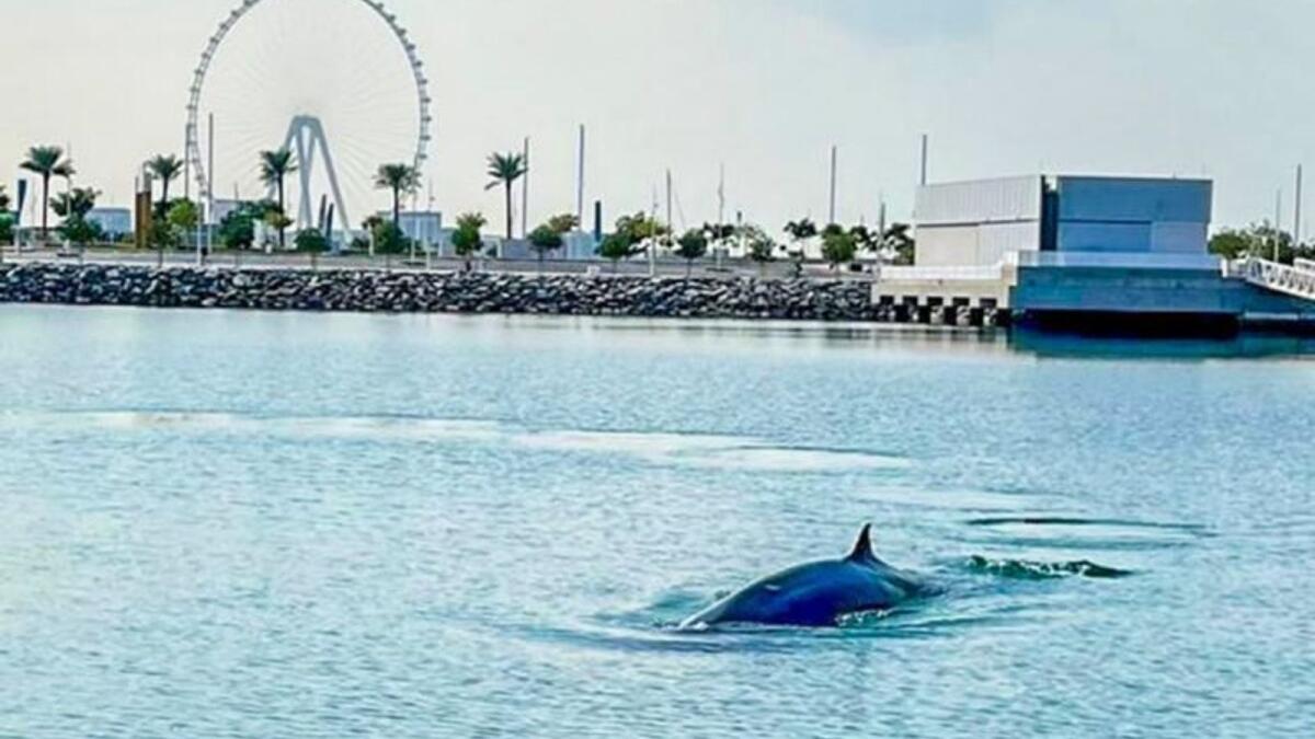 Sheikh Hamdan posts video of 'rare visitor' as whale is spotted in Dubai - News | Khaleej Times