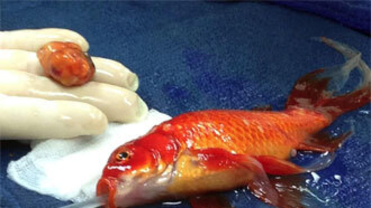 George the goldfish has ‘high risk’ brain surgery - News | Khaleej Times