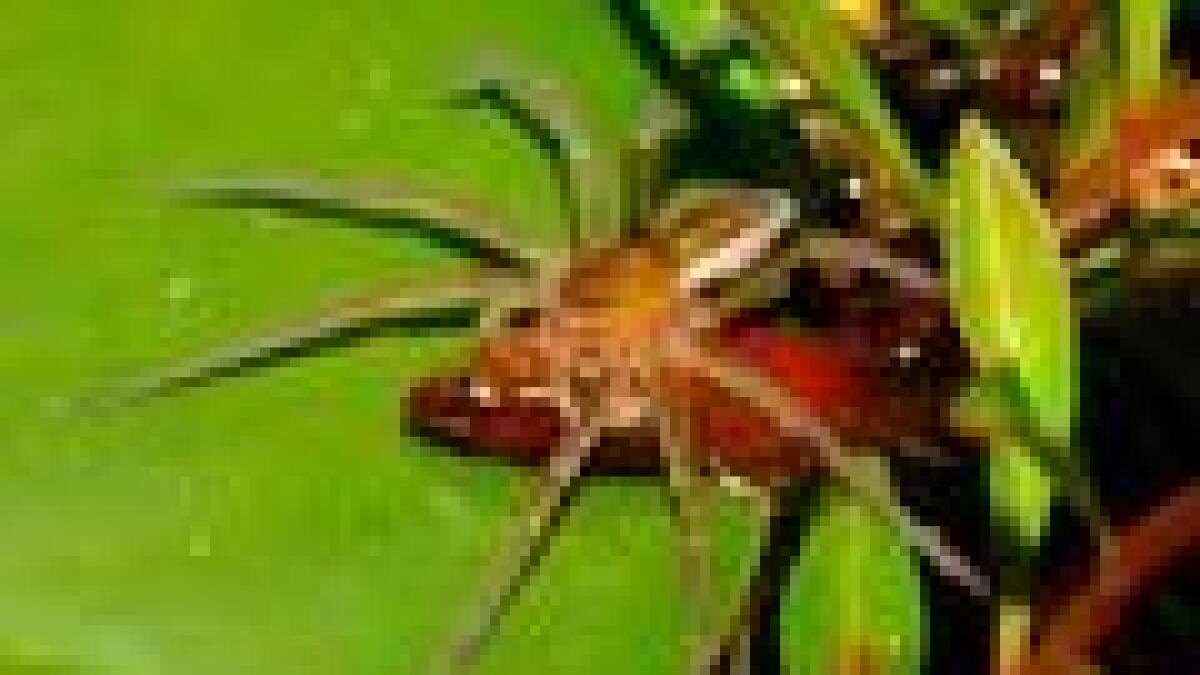 Tiny Spiders Devour Lizards Three Times Their Size