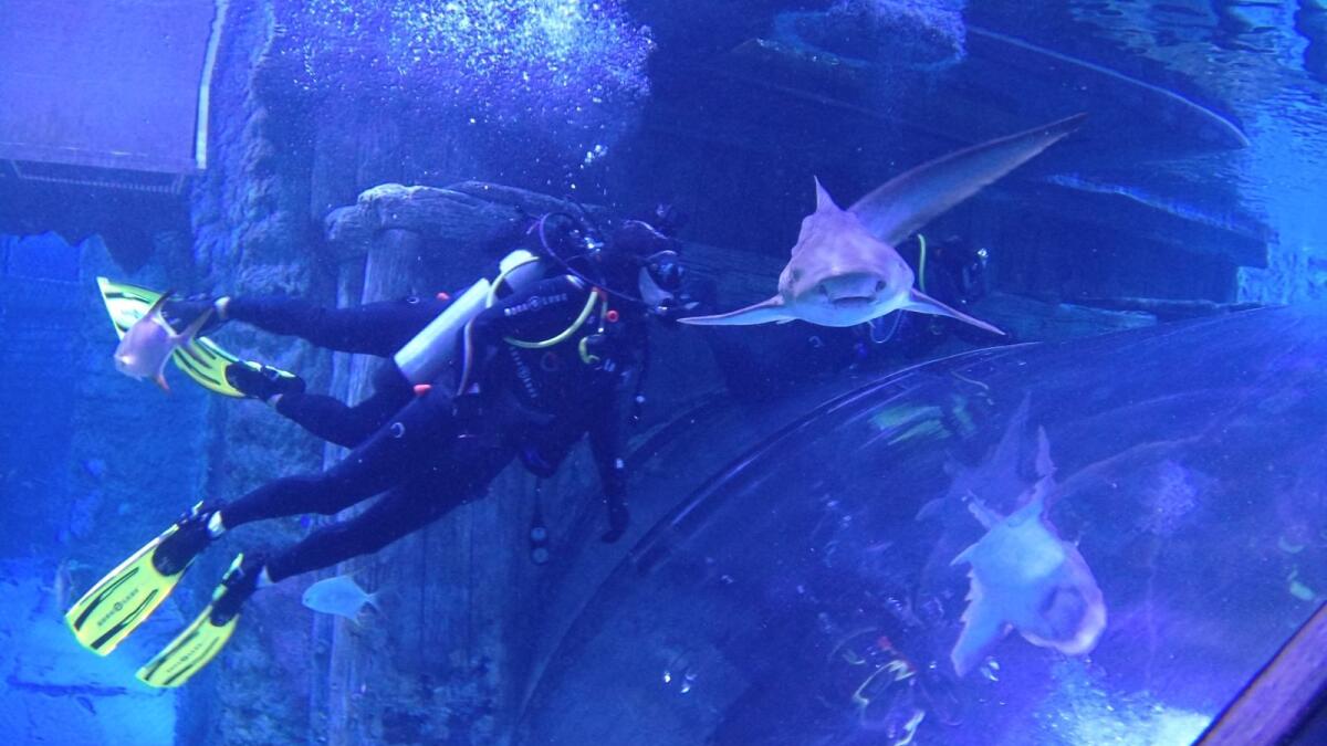 UAE: Diving with sharks at Abu Dhabi's National Aquarium, largest in ...