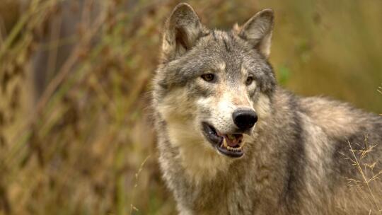 Buy Wolf & Whistle After Dark Bras in Saudi, UAE, Kuwait and Qatar