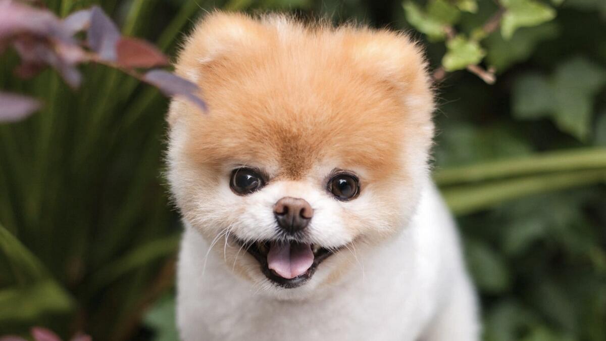 World\'s cutest dog dies of \'broken heart\' - News | Khaleej Times
