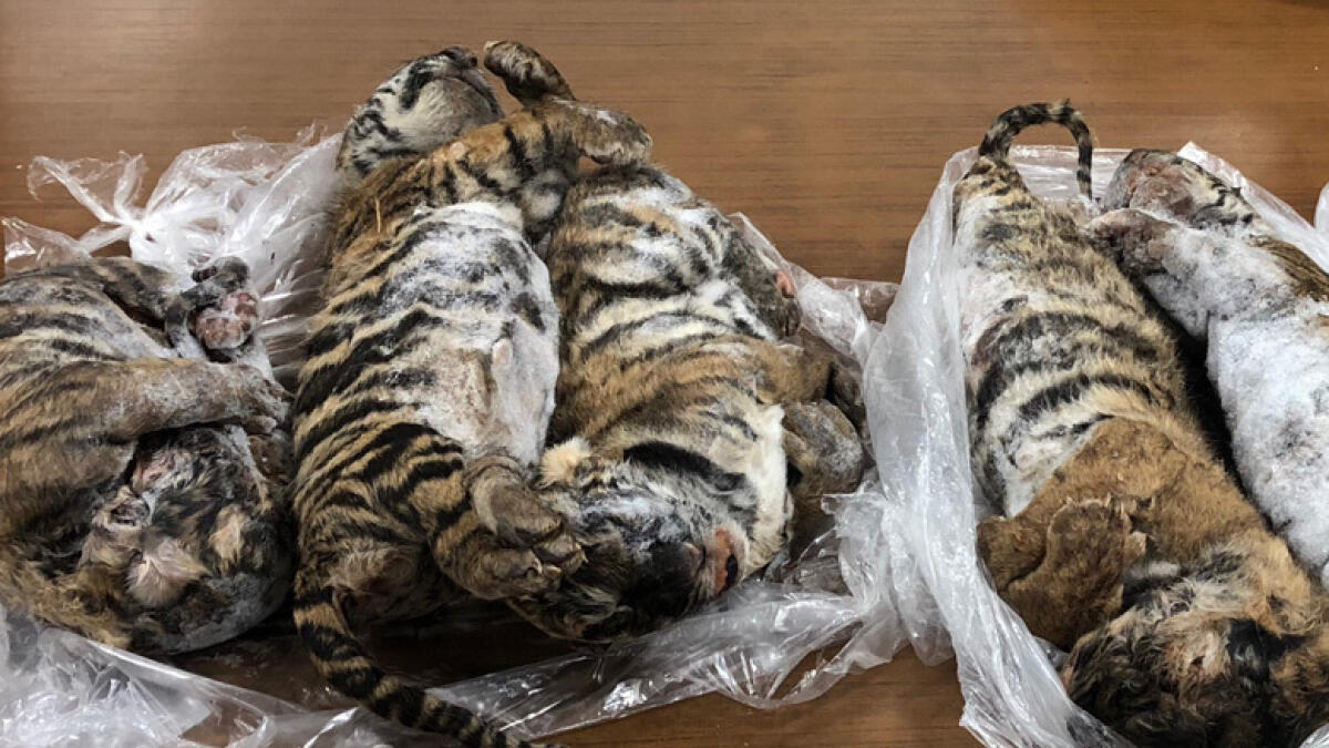 Heartbreaking photo of 7 frozen tiger cubs found in car goes viral - News
