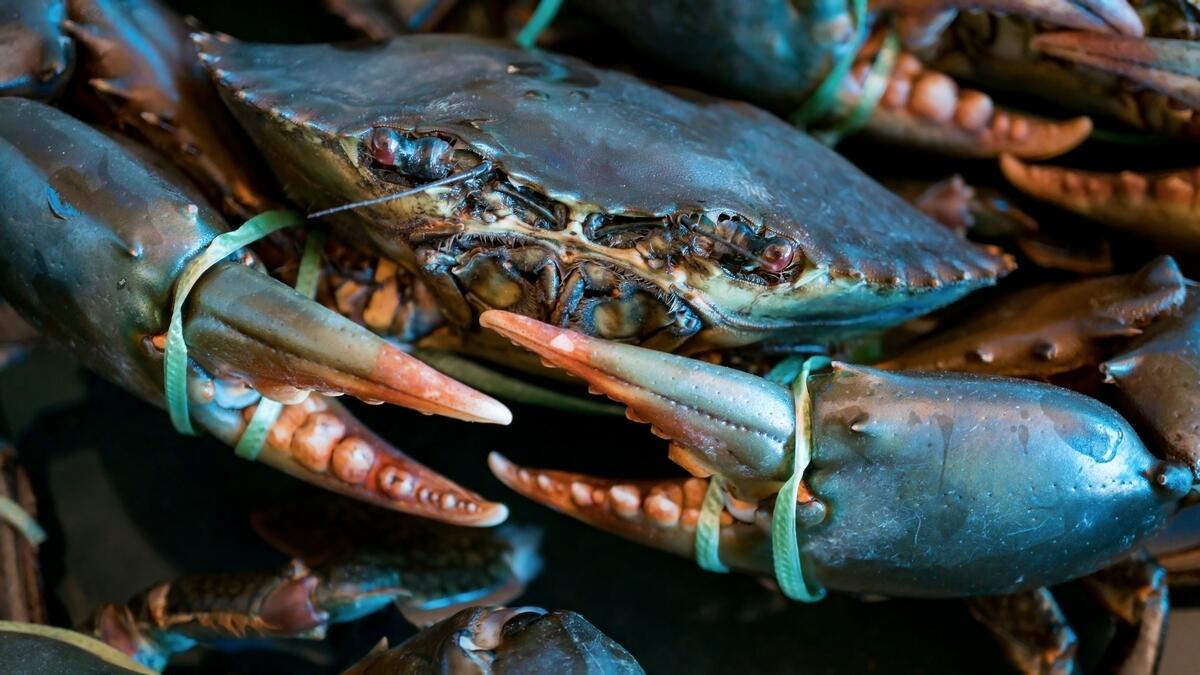 Five unusual seafoods, shellfish you can buy at Dubai's Deira Waterfront  Market - News | Khaleej Times