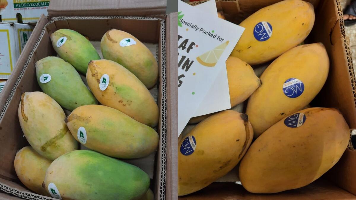 Pakistani mangoes arrive in UAE; will they be cheaper this year? - News ...