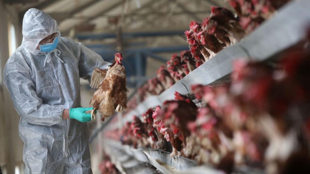 Japan reports first bird flu outbreak of season, culling 143,000 chickens - News | Khaleej Times