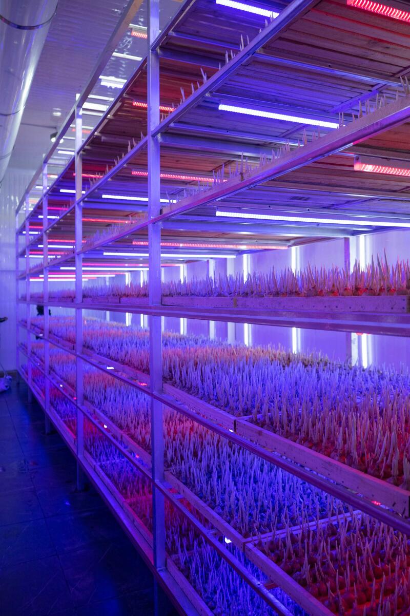 UAE to grow world's most expensive spice in the largest saffron vertical farm in the region