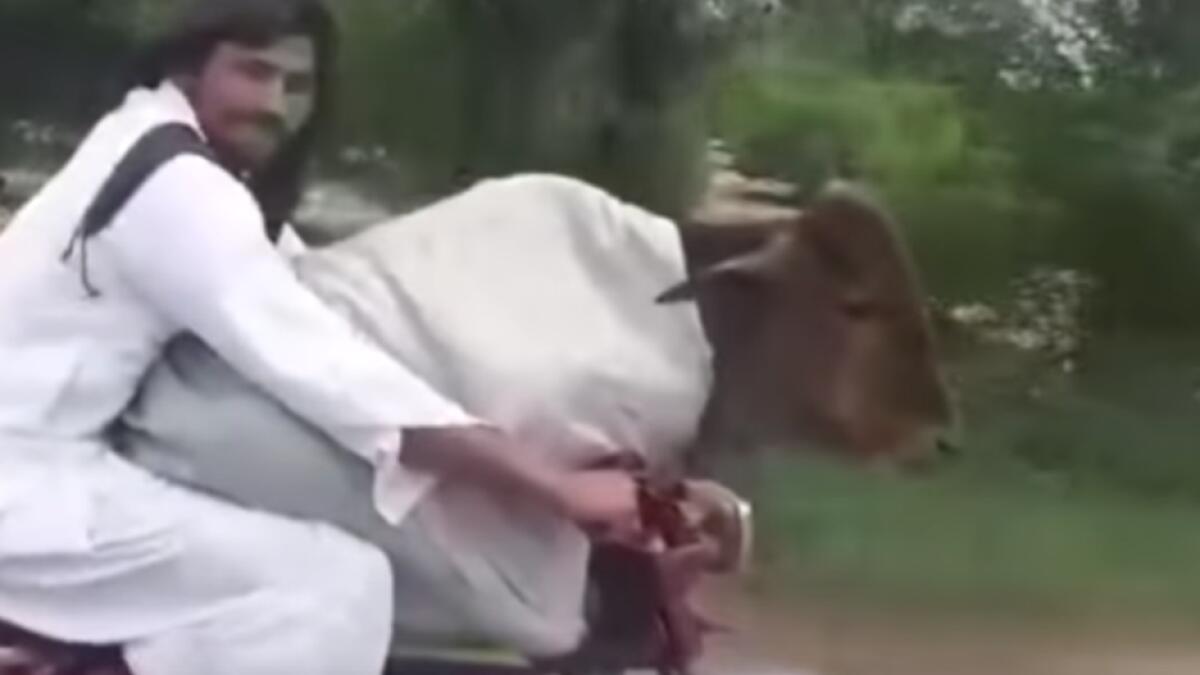 Video: Pakistani man rides with cow in the front seat, goes viral - News |  Khaleej Times