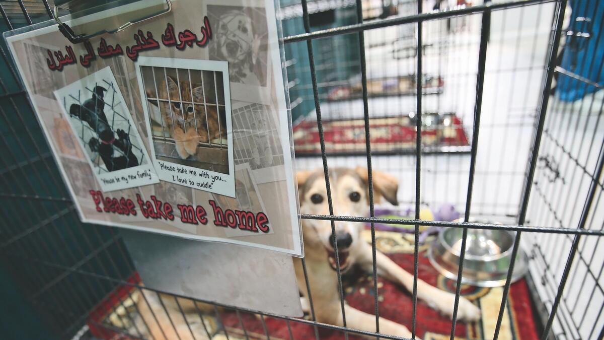 Abu Dhabi shelter helps 600 pets find homes every year - News | Khaleej  Times