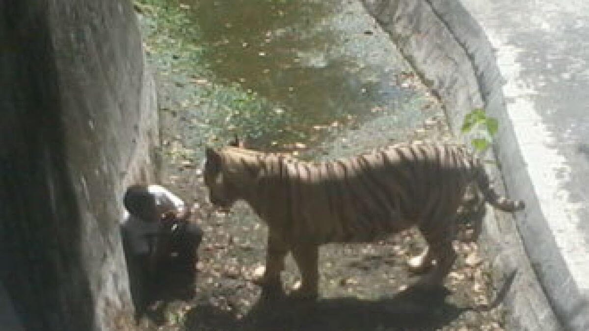 White tiger kills youth in Delhi Zoo - News | Khaleej Times