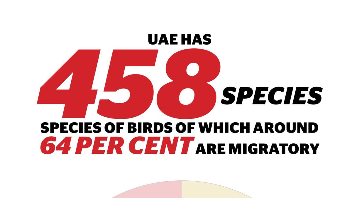 How UAE deserts turned into a winter wonderland for migratory birds