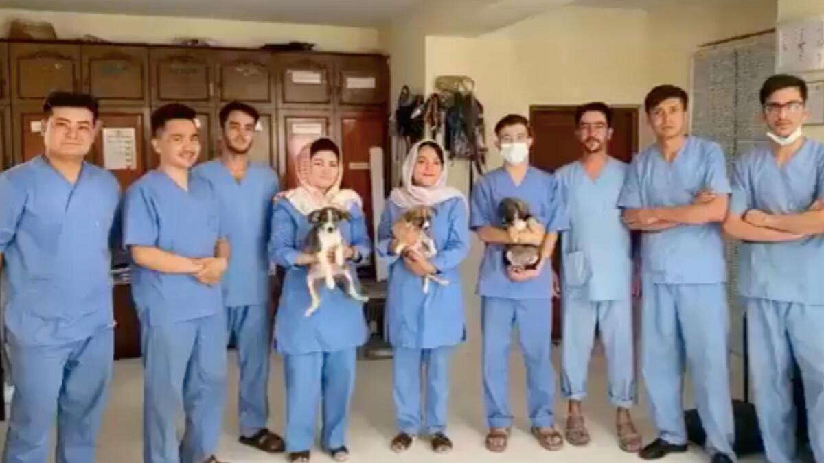 Video: Kabul animal rescue centre turns to social media for help amid  evacuation crisis - News | Khaleej Times