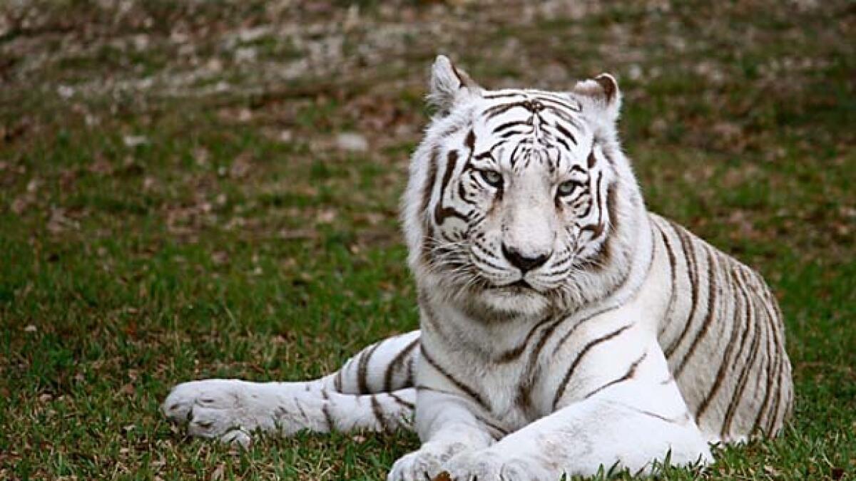 The tiger who understands Tamil - News | Khaleej Times