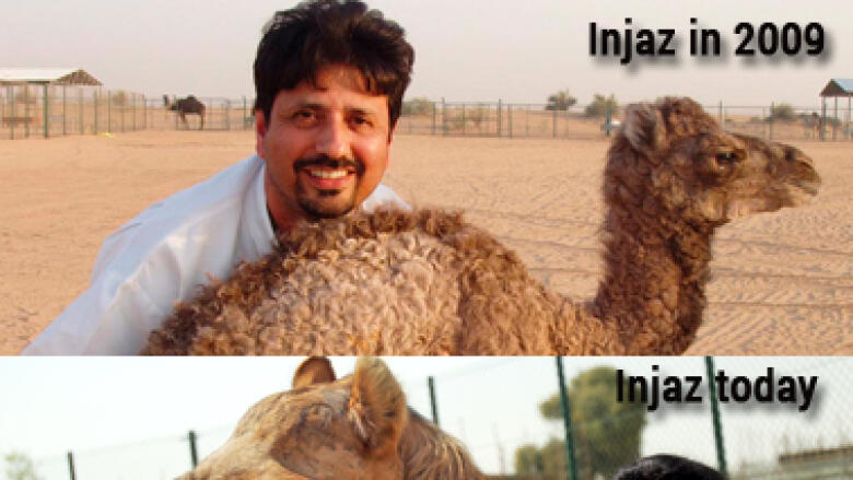 Injaz, worlds first cloned camel, celebrates her birthday - News | Khaleej  Times
