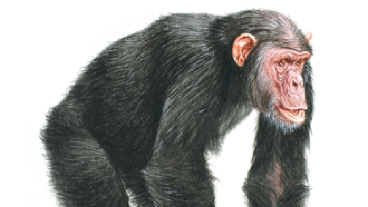 Human ancestor was less-chimp-like than thought: Study - News | Khaleej  Times