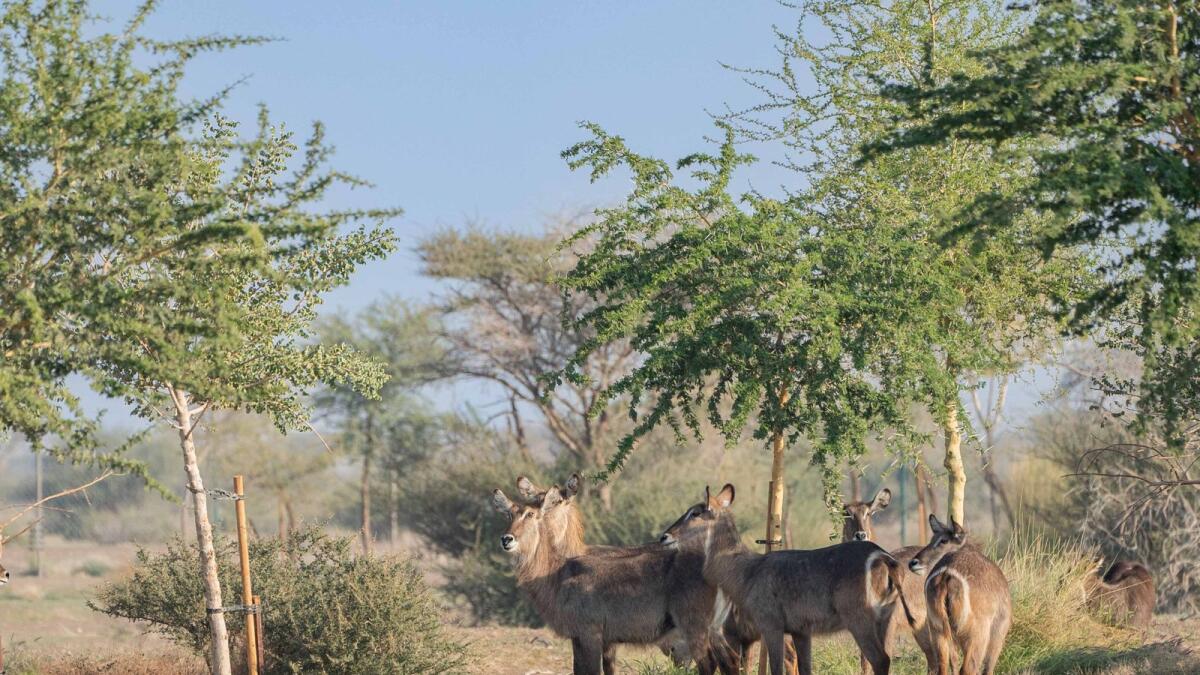 India's Haryana state to study UAE's safari parks - News | Khaleej Times