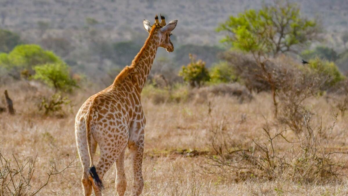 Sharjah to open largest safari park outside Africa - News | Khaleej Times