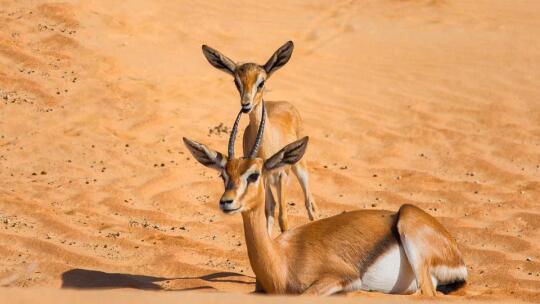 UAE: New law regulating wildlife hunting - News | Khaleej Times