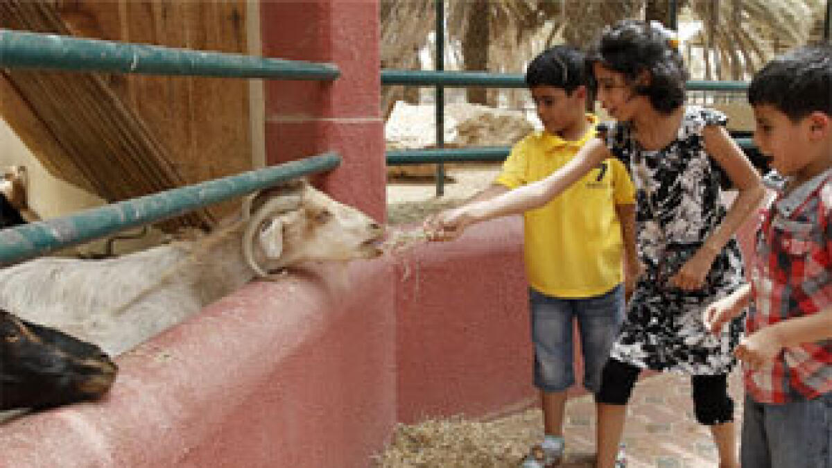 Up and close with farm animals - News | Khaleej Times