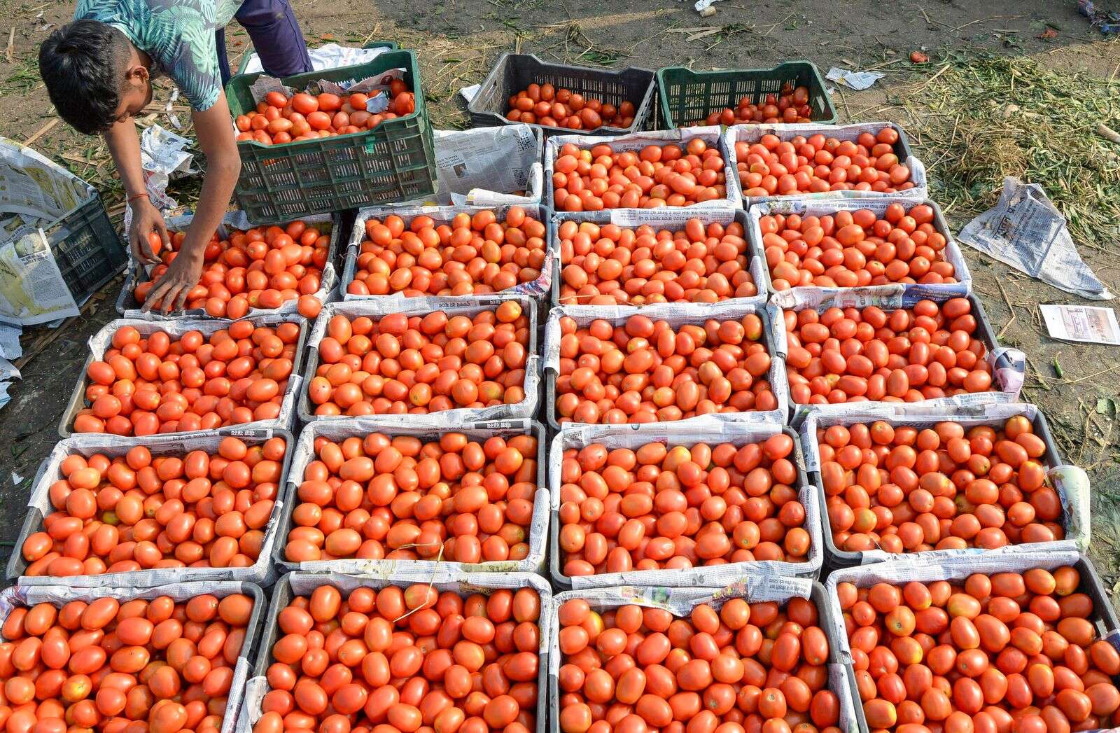 Овощи подорожали. Из каких стран привозят помидоры в России. Откуда привезли томаты в Италию.