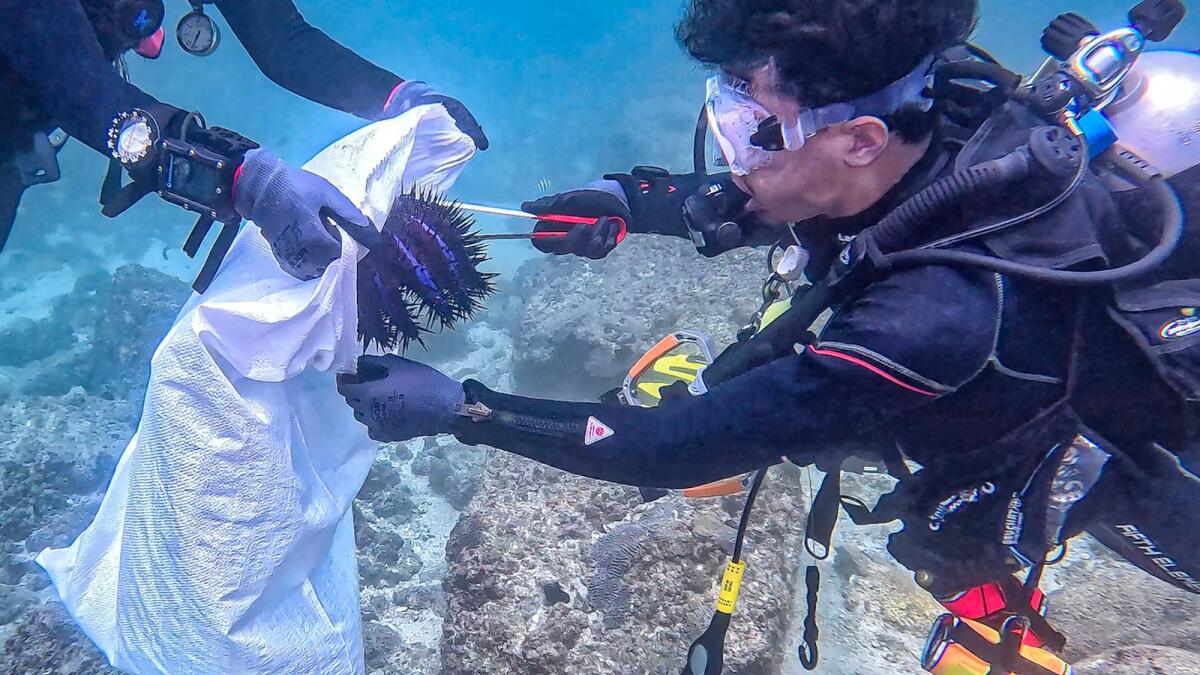 UAE: Divers cull CoTS outbreak at two coral reef sites - News | Khaleej ...