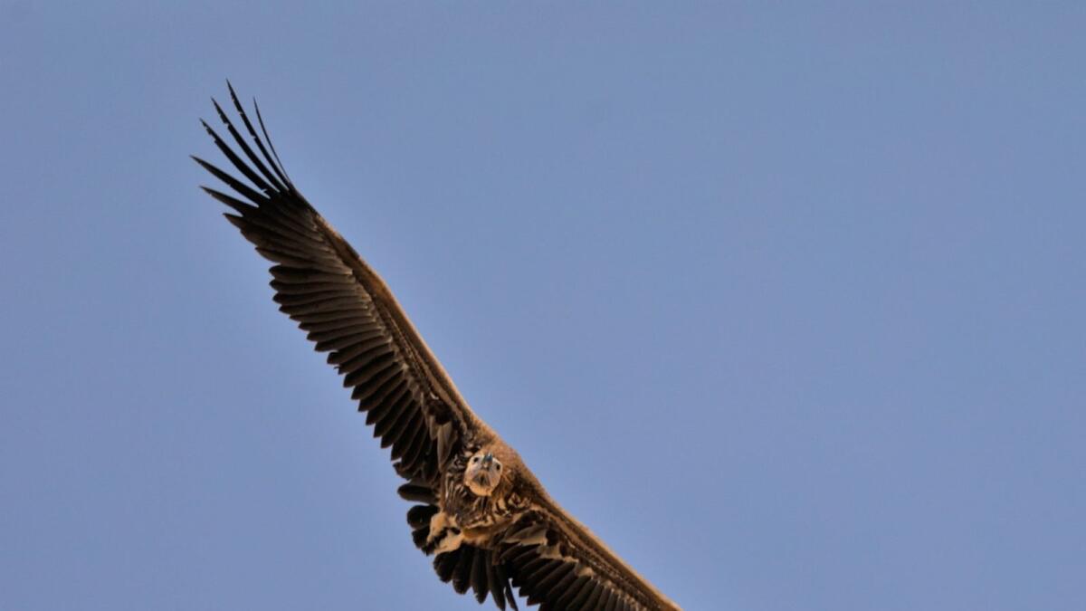 A lapette-faced vulture. Photo: Neeraj Murali