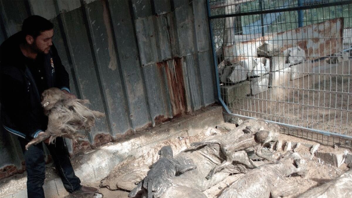 Animals at Gazas zoos die of hunger, diseases