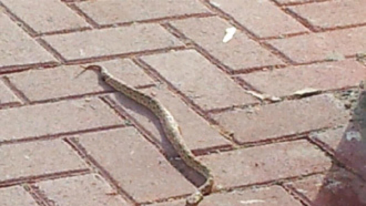 Deadly desert snake spotted in parking lot in Dubai