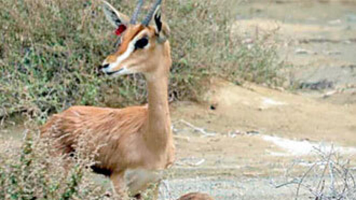 Rare Damani gazelle gives birth in Kalba