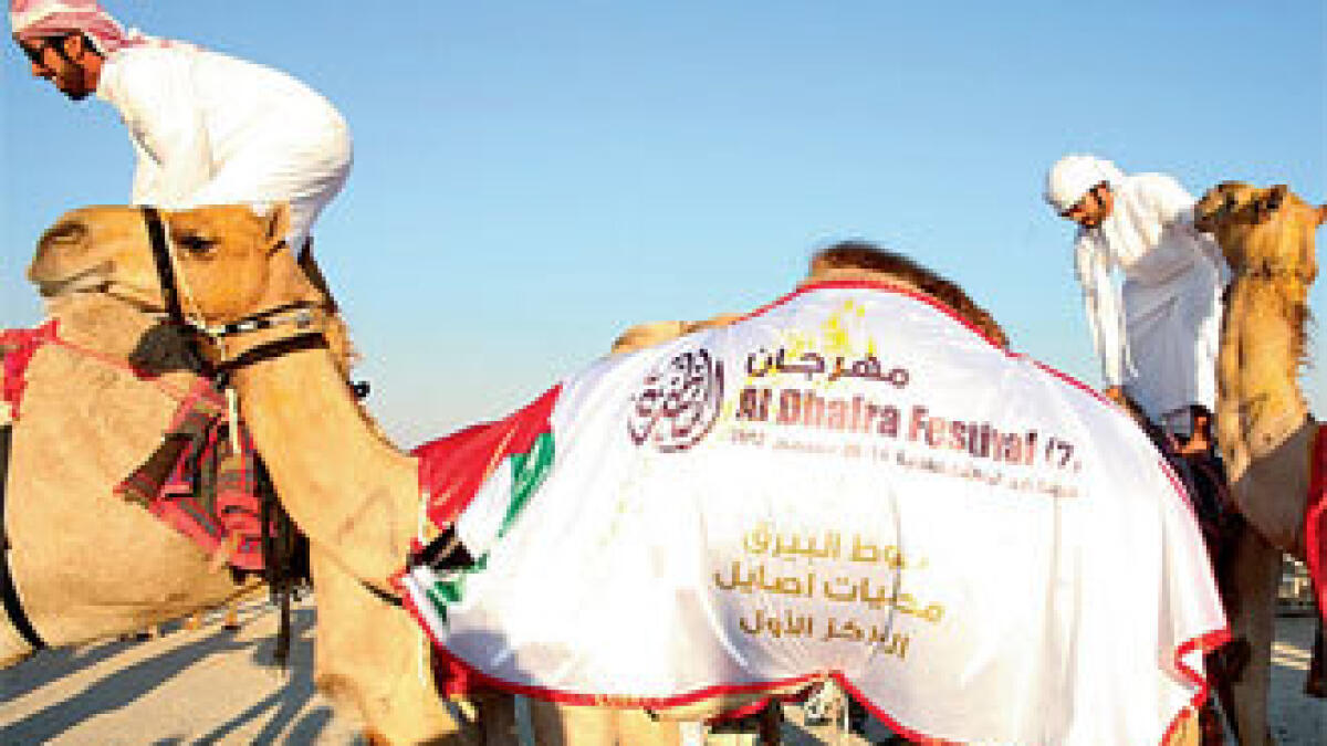 Camel beauties head for Al Dhafra fest