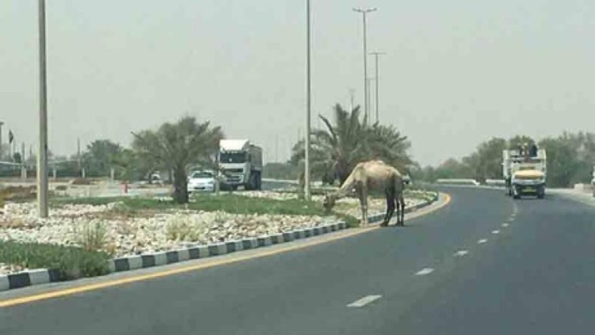 camels, Ras Al Khaimah, UAE, road safety