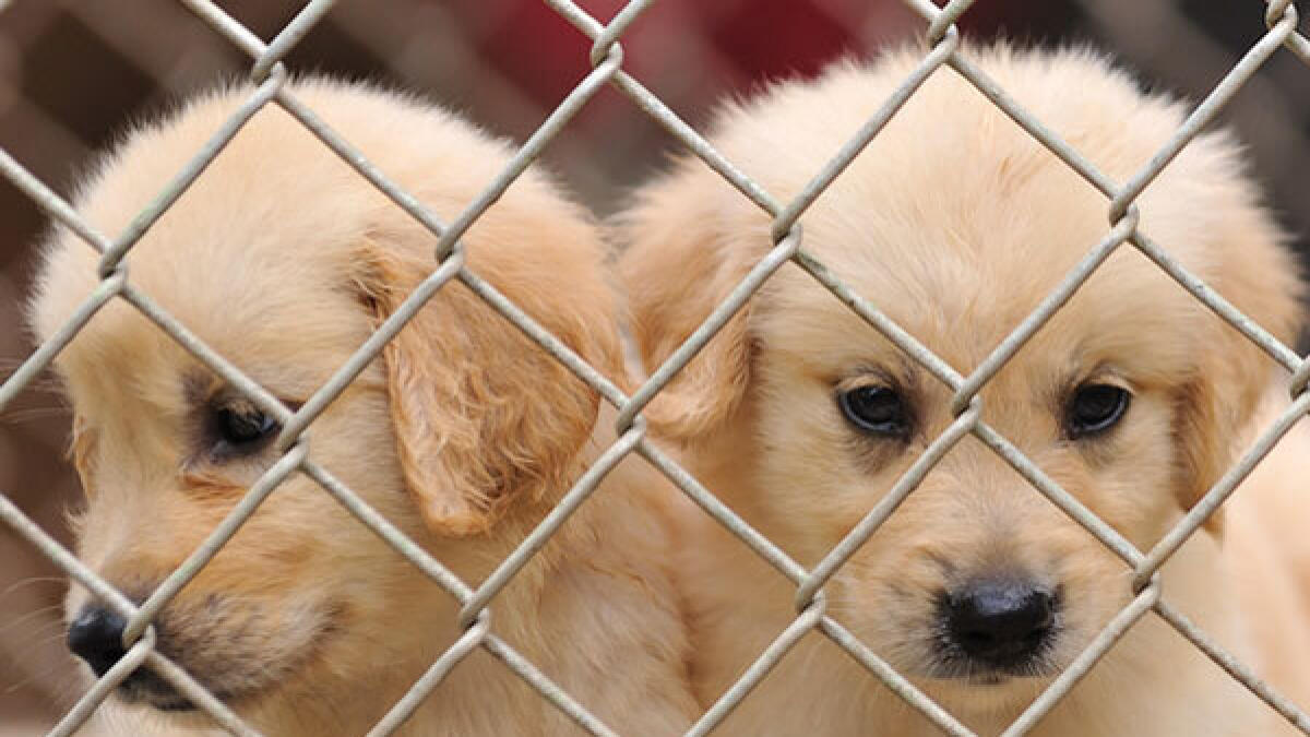 Emirati student steals dogs and burns cage, gets jail