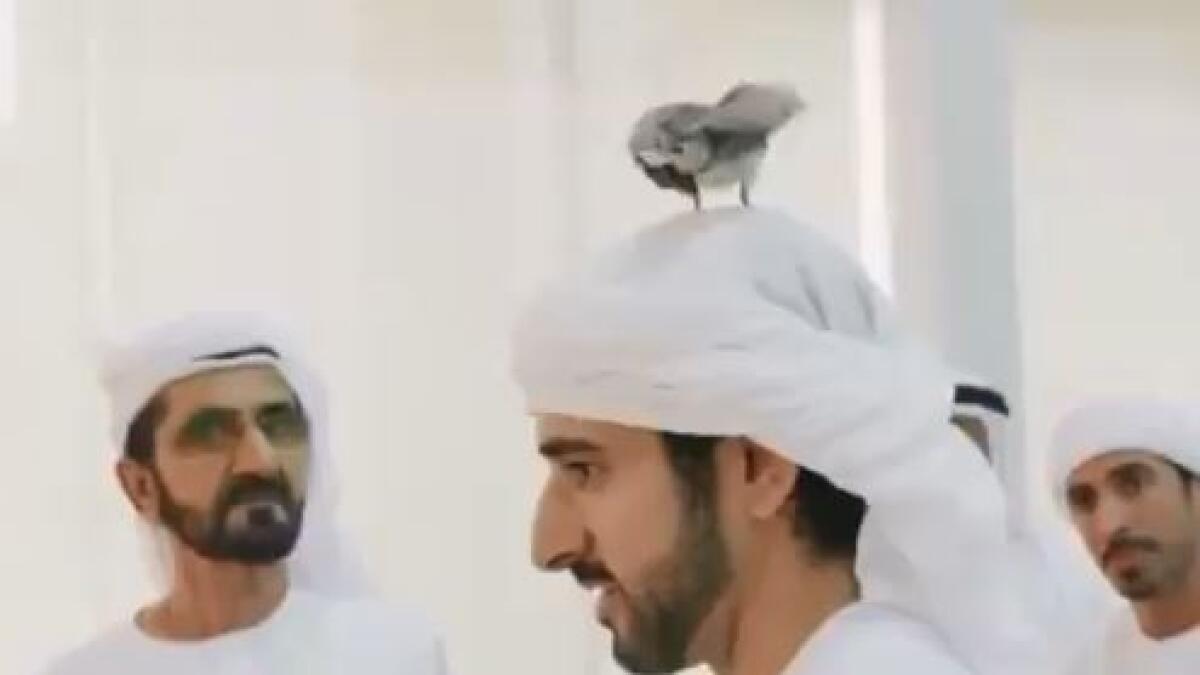 Video: Sheikh Mohammed, Hamdan enjoy a light moment with birds