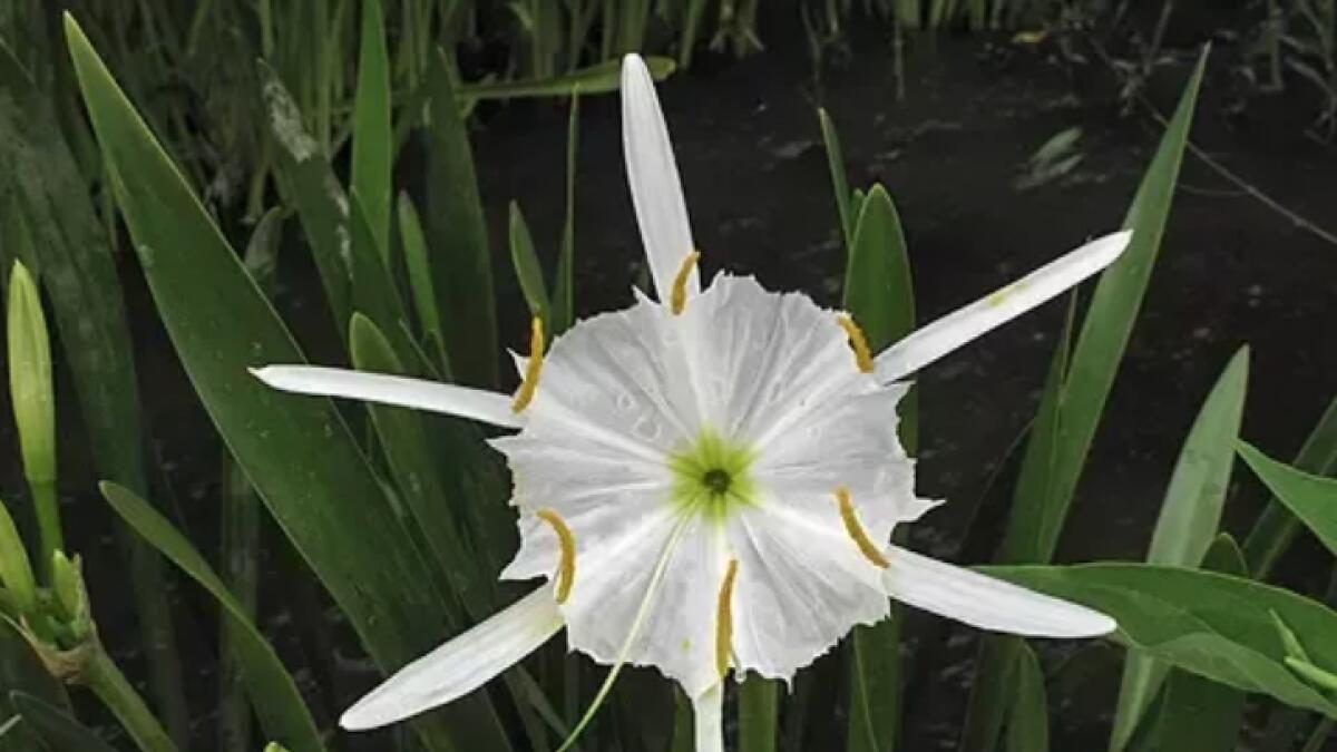 The Burj Khalifa's design embodies the lyrical and well-proportioned structure of the Hymenocallis or Spider Lily, a regional desert flower that inspired architect Adrian Smith's vision of the iconic tower.