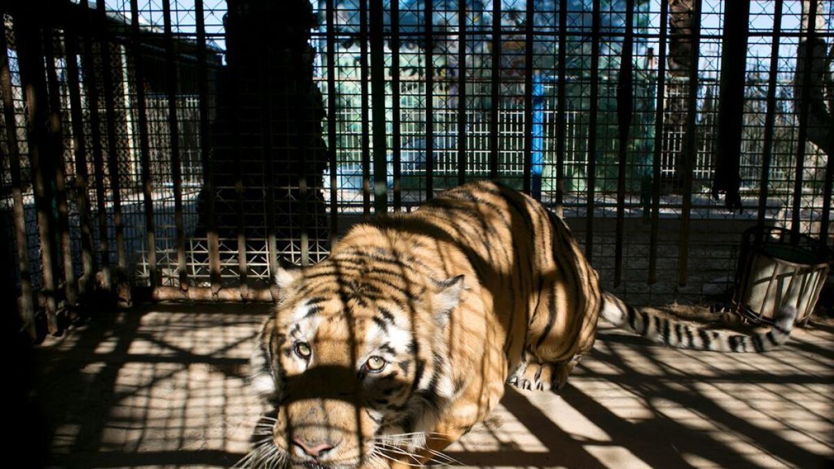 A tiger looks on from inside it's cage at a zoo in Khan Yunis, in the southern Gaza Strip on March 5, 2016.