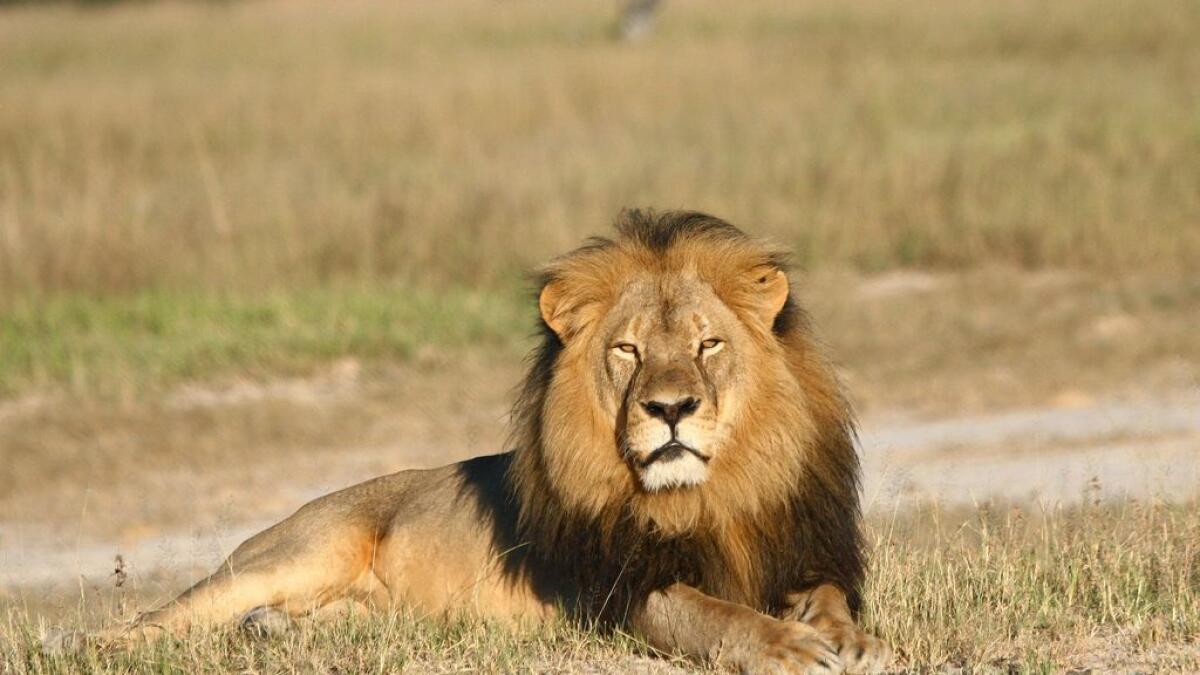 Cecil the lion from Zimbabwe that was killed by an American Dentist