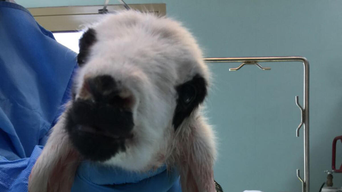 Sheep SAVED after heart surgery in UAE
