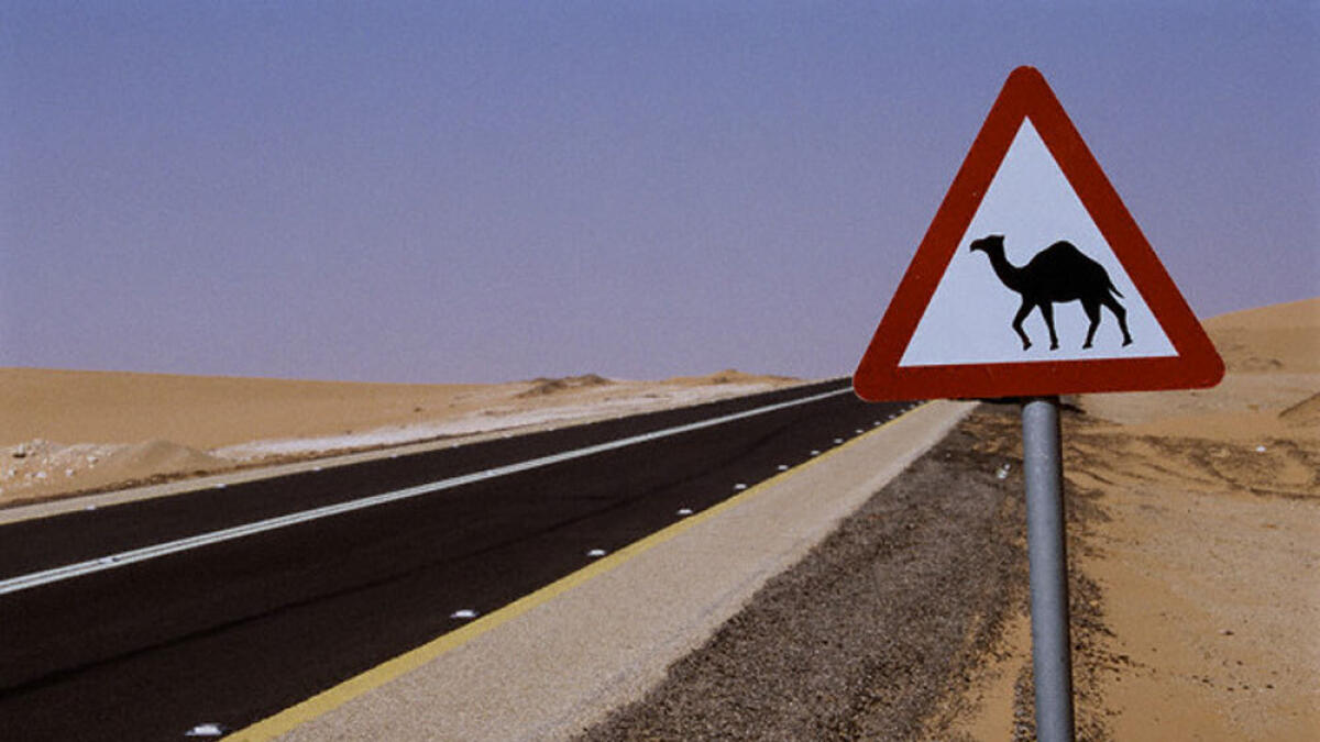Four of a family killed in camel-car crash in Saudi