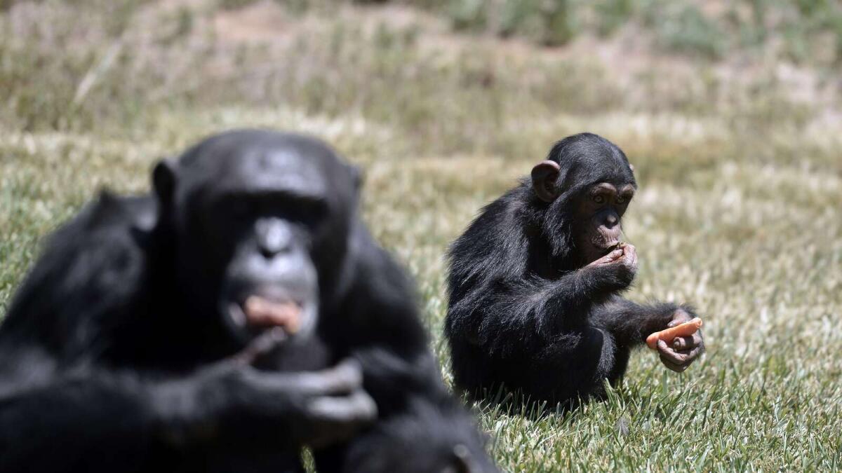 From chimps to rhinos, Greek crisis takes toll on animals