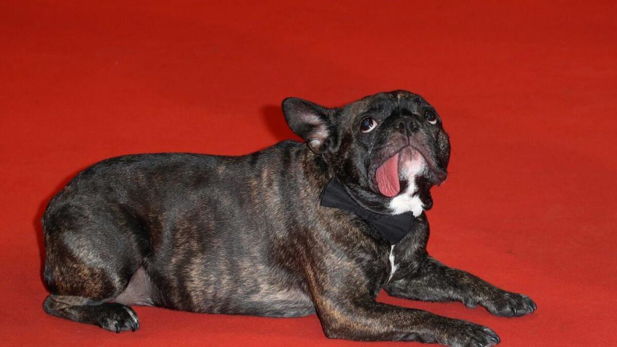 US actress Carrie Fisher's dog Gary poses on the red carpet before the screening of the film 'Agassi (The Handmaiden - Mademoiselle)'.   