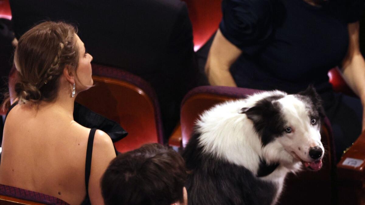 Messi the dog from Anatomy of a Fall sits in the audience before the Oscars show at the 96th Academy Awards in Hollywood, Los Angeles on March 10. Photo: Reuters