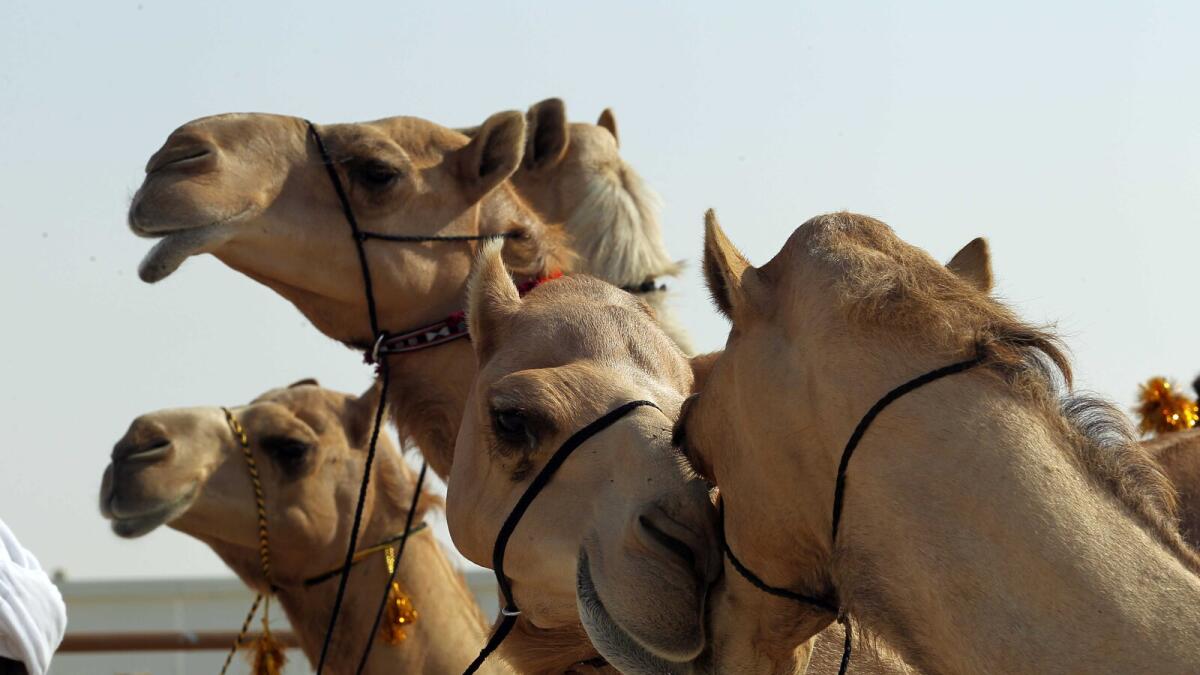 Camel beauty contest at Abu Dhabis Al Dhafra festival