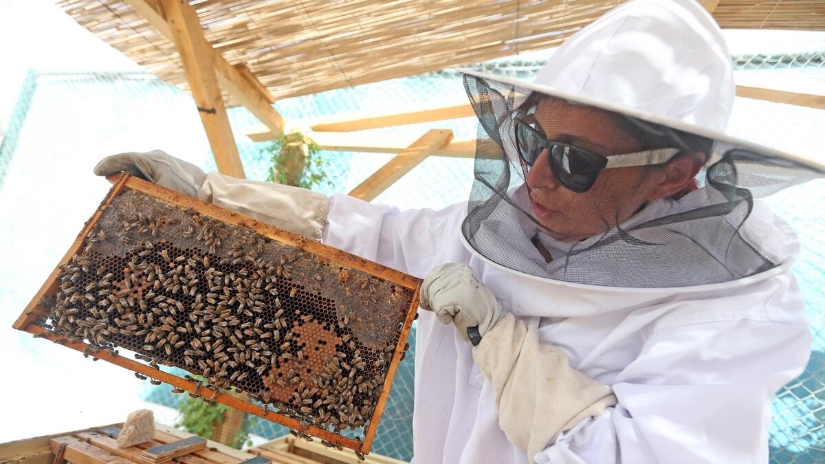 Adopt your own beehive, get honey to door