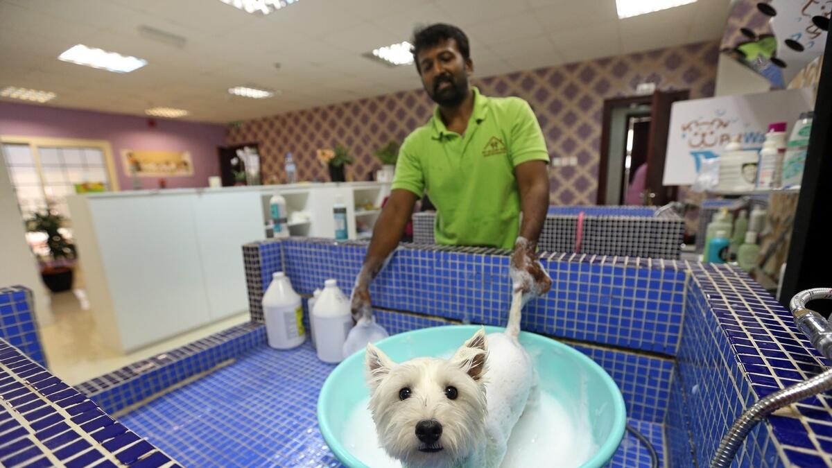 GIVE ME MY RUBBER DUCKY... Dogs are bathed, groomed, trimmed and they also get a massage.