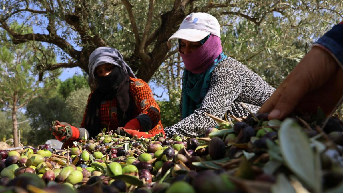 Syrian workers sort freshly harvested olives near the southern Lebanese town of Hasbaya near the border with Israel on October 29, 2023. — AFP