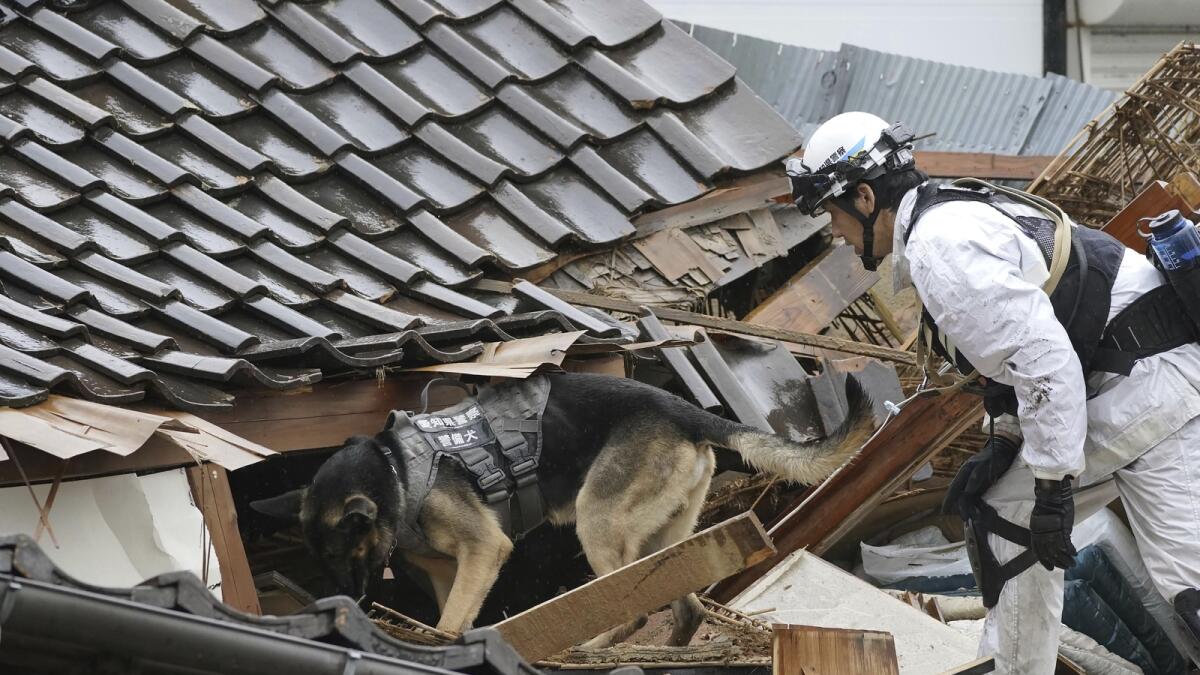 A police officer and a canine dog search a collapsed house following earthquakes in Wajima. — AP