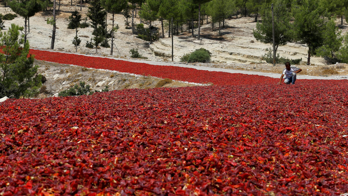 A farmer checks hot peppers laid out on a road to dry under the sun before selling them to factories producing pepper products in Kilis province, Turkey August 29, 2016. Reuters
