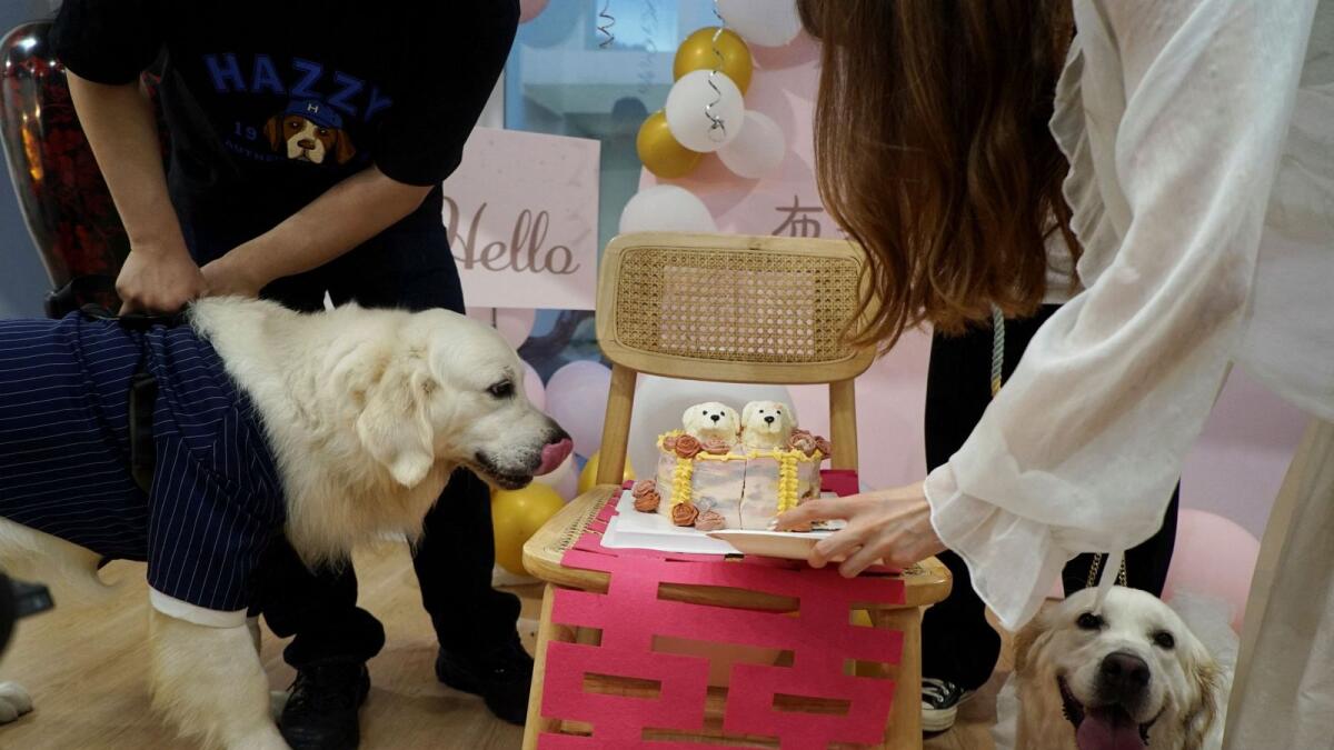 Golden retrievers Bond and Bree wait to eat their wedding cake placed atop a traditional marriage 'double happiness' paper cutout, as they get married in Shanghai, China, on June 29, 2024. — Reuters