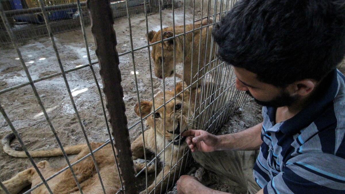 Palestinian zookeeper Ahmed Gomaa plays with a lion evacuated from a zoo in Rafah due to the Israeli military operation, at a sanctuary in Khan Younis. — Photo: Reuters