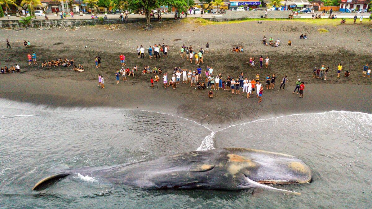 This aerial picture shows villagers looking at a dead sperm whale (Physeter Macrocephalus) that stranded at Yeh Malet beach, in Klungkung, on Wednesday. – AFP